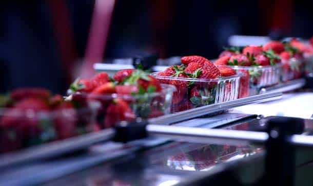 Strawberries being sorted and packaged on a conveyor belt